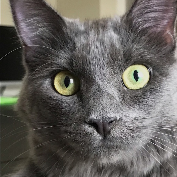 Meet your Posher, Angie - Picture 1 of 1